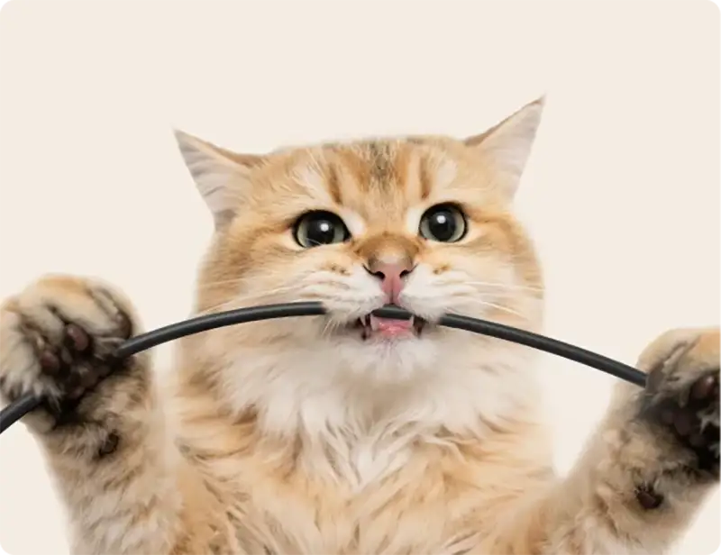 Un gato muerde un cable, ilustrando la necesidad de cables trenzados a prueba de mordeduras en aparatos para mascotas como el purificador Dreame AP10.