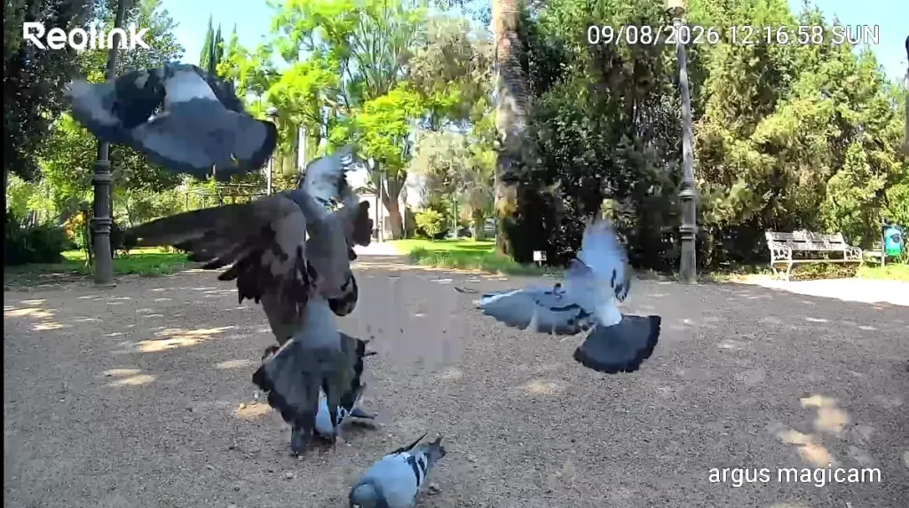 Palomas detectadas por la Reolink Argus MagiCam durante una prueba en un parque